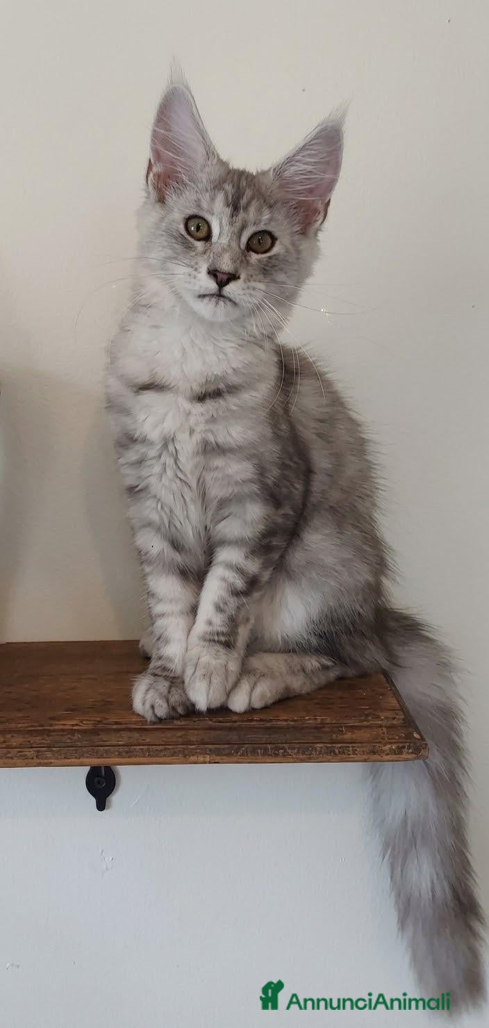 Maine Coon gatti Meravigliose cucciole di Maine Coon linea russa  - Annuncio 16
