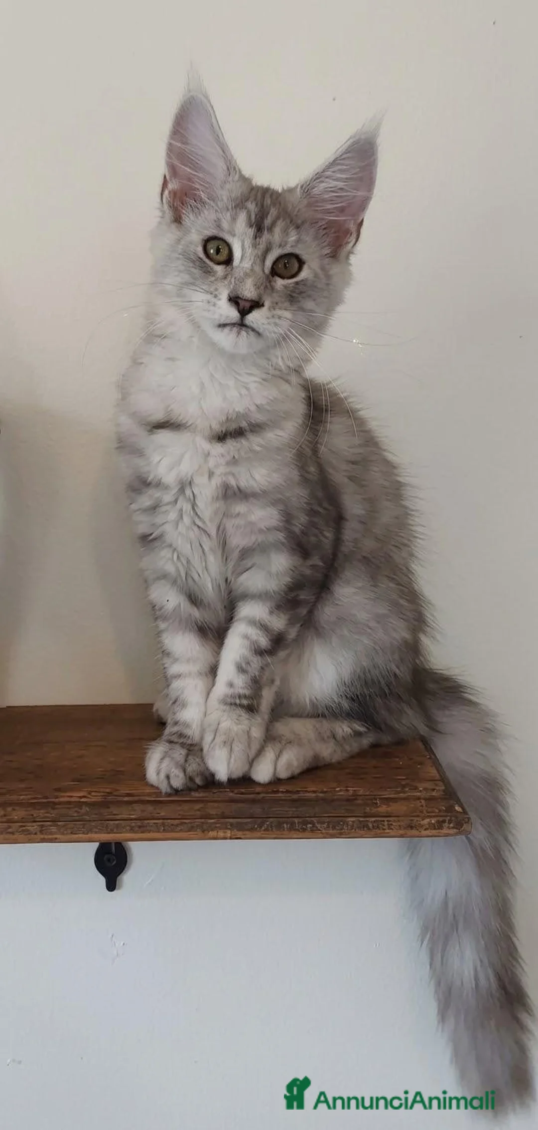 Maine Coon gatti in vendita: Meravigliose cucciole di Maine Coon linea russa  - Annuncio 1