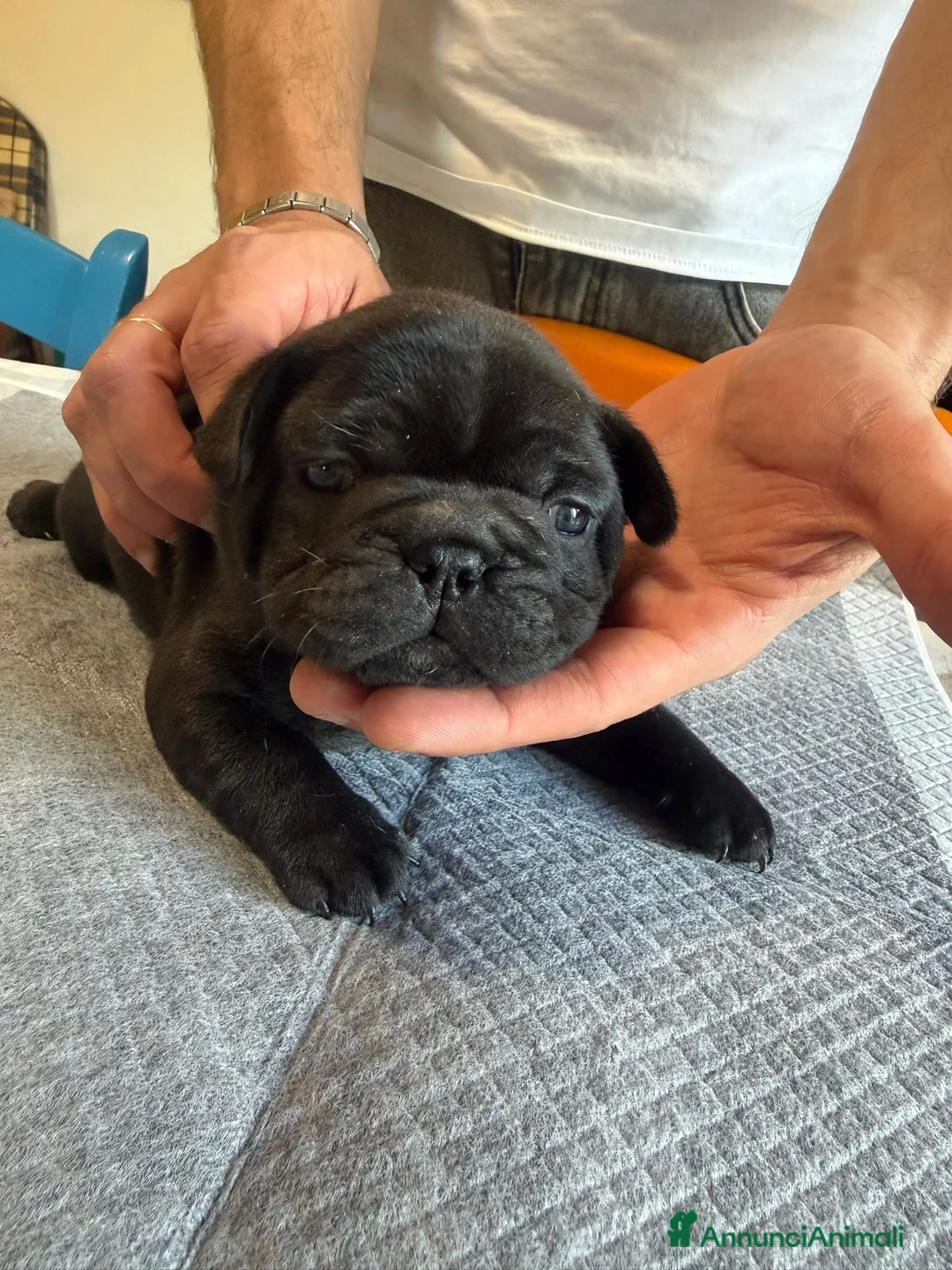 Bulldog Francese cani in vendita: bulldog francese bull dog animali - Annuncio 2