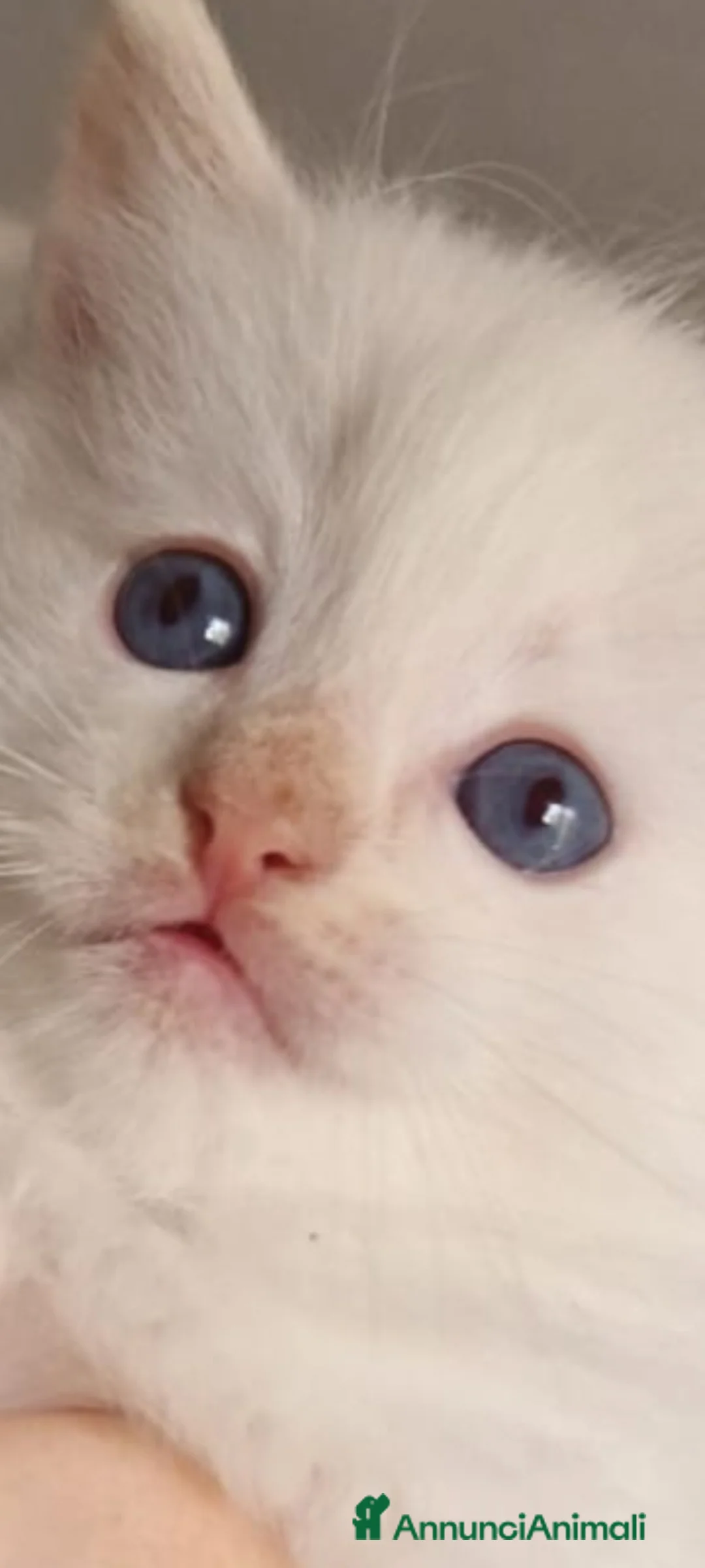 Ragdoll gatti in vendita: Maschietto ragdoll red point dolcissimo - Annuncio 2