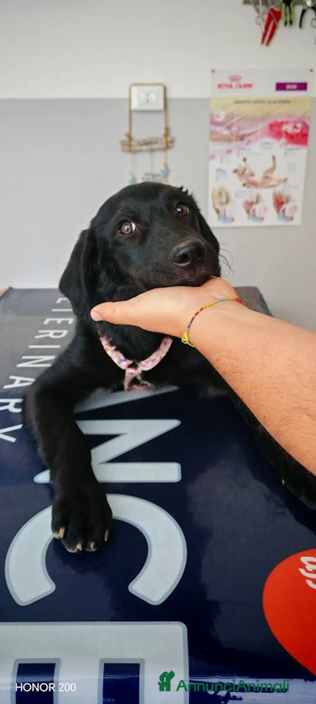 Meticcio cani in regalo: Coco' 4 mesi, femmina simil Labrador  - Annuncio 1