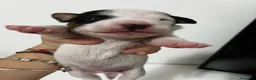 Jack Russell cani in vendita: Jack russell a Provincia di Ravenna - Annuncio 13