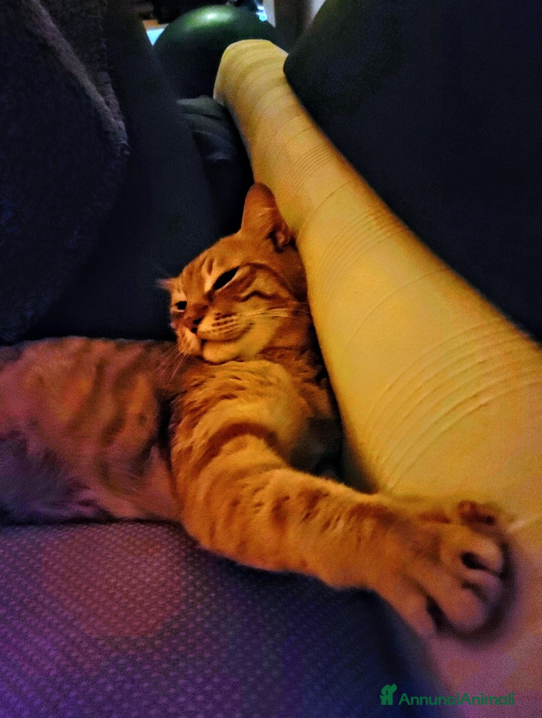 Europeo gatti Ecco Leon! - Annuncio 21