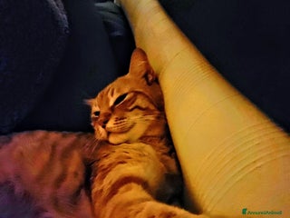 Europeo gatti Ecco Leon! - Annuncio 10