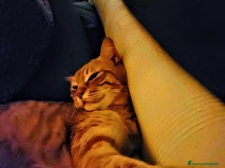 Europeo gatti Ecco Leon! - Annuncio 29