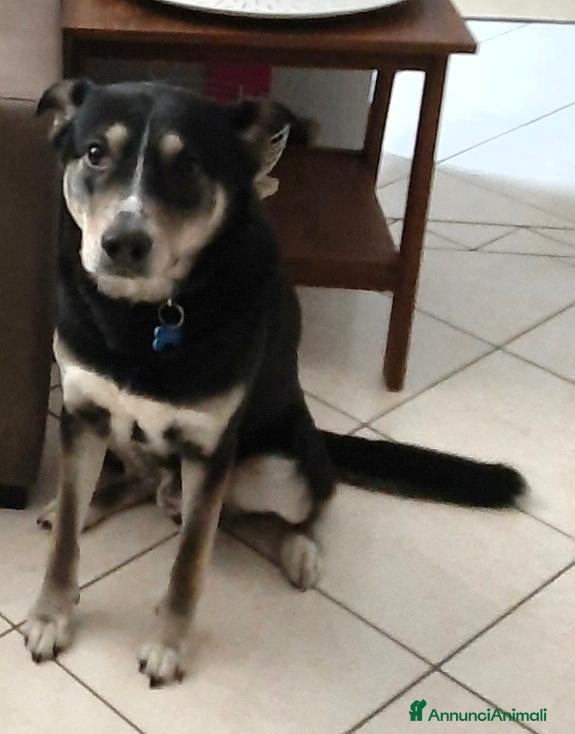 Meticcio cani Cerca casa  - Annuncio 25