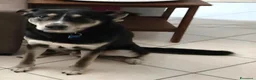 Meticcio cani in regalo: Cerca casa  - Annuncio 1