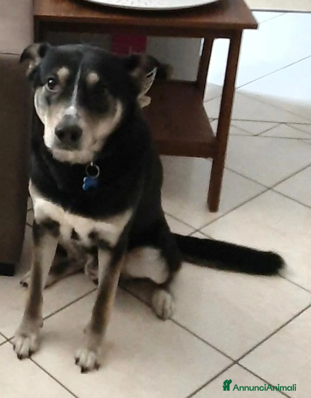 Meticcio cani in regalo: Cerca casa  - Annuncio 1