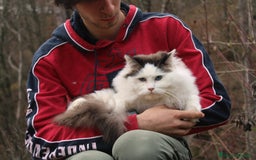Ragdoll gatti in vendita: Ragdoll maschio con pedigree da riproduzione. a Provincia di Pavia - Immagine 1