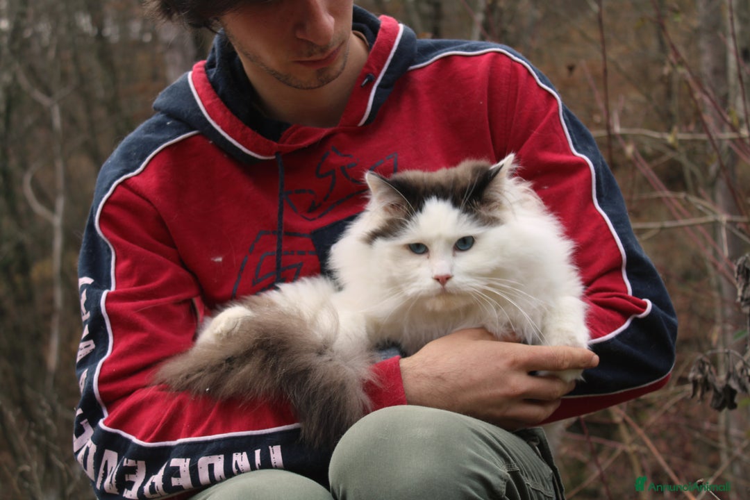 Ragdoll gatti in vendita: Ragdoll maschio con pedigree da riproduzione. a Provincia di Pavia - Immagine 1