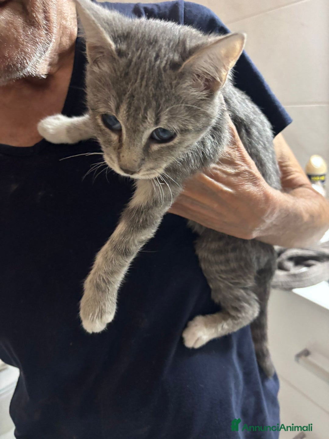 Europeo gatti in regalo: Splendido nadir - Annuncio 2