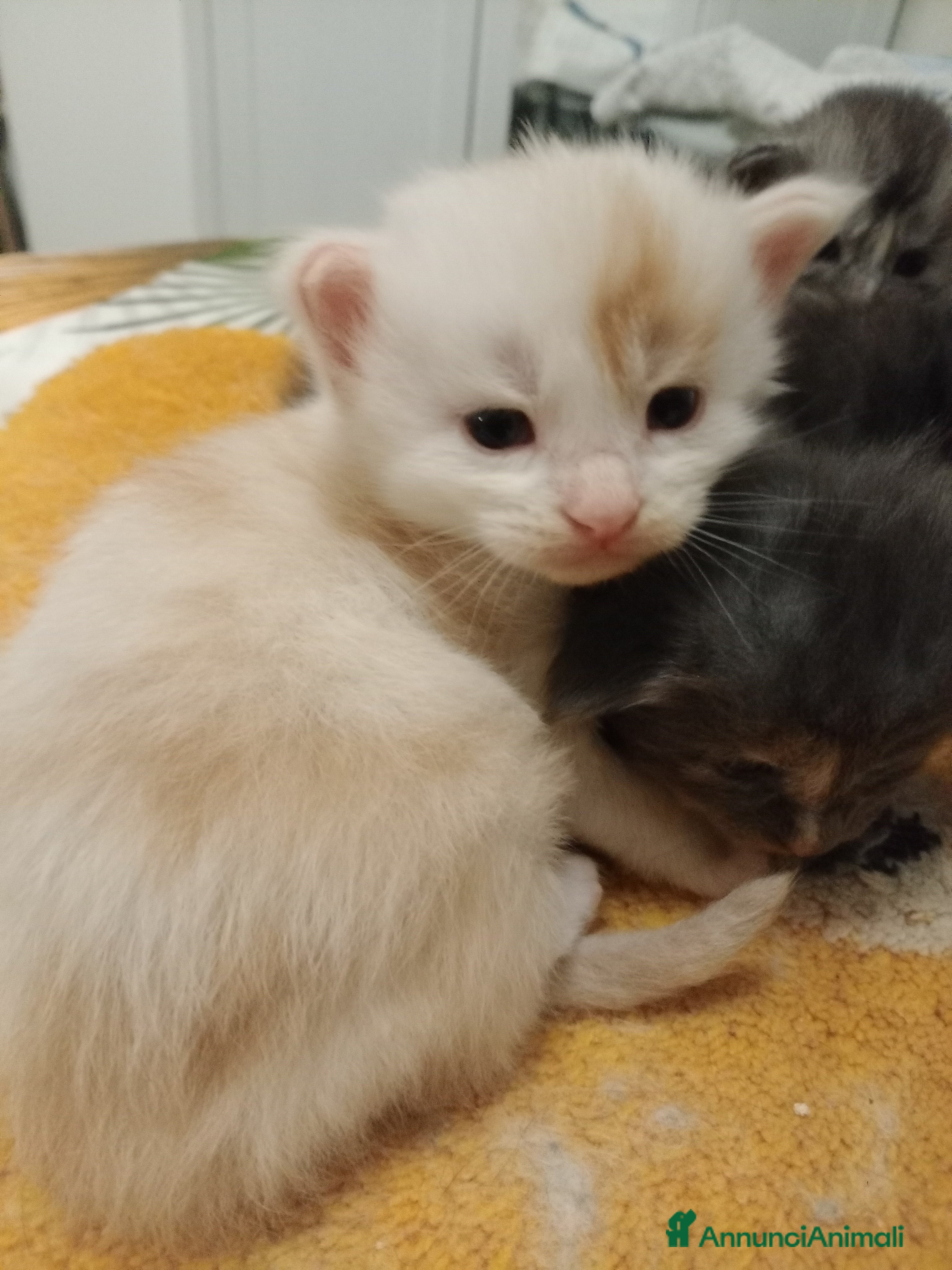 Maine Coon gatti Maine coon cuccioli  - Annuncio 2