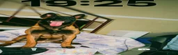 Pastore Belga cani per accoppiamento: Pastore Belga Malinois - Annuncio 6