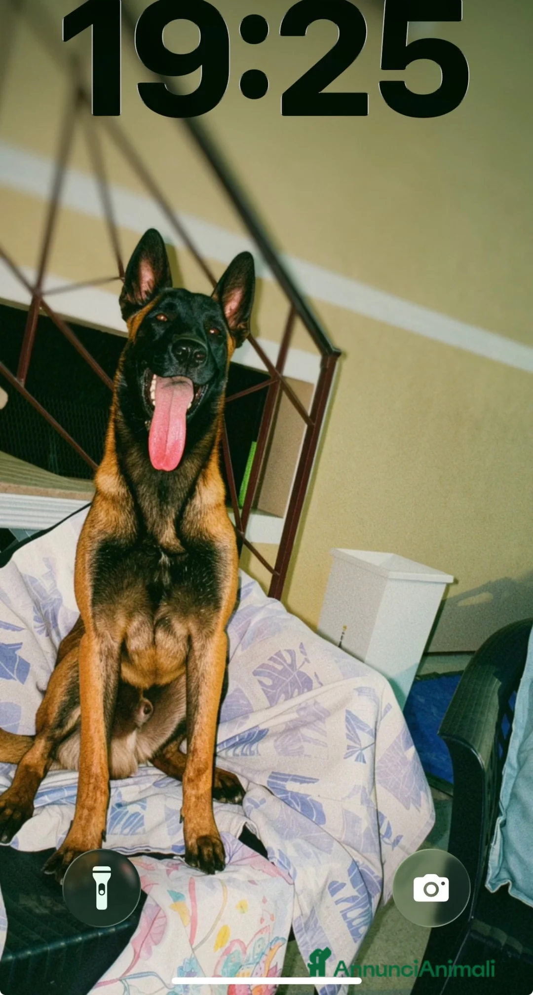 Pastore Belga cani per accoppiamento: Pastore Belga Malinois - Annuncio 6