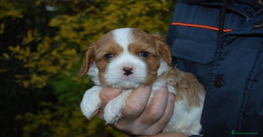 Cavalier King cani - Annuncio 14