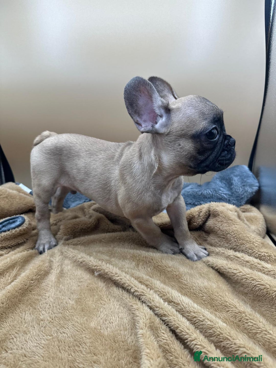 Bulldog Francese cani in vendita: Bouledogue Francese con Pedigree - Annuncio 4