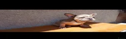 Bulldog Francese cani in vendita: Bulldog francesi Merle maschi - Annuncio 5