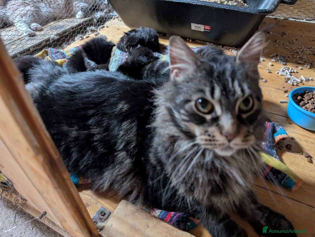 Maine Coon gatti in vendita: Maine coon con pedigree ENFI  a Provincia autonoma di Trento - Immagine 6