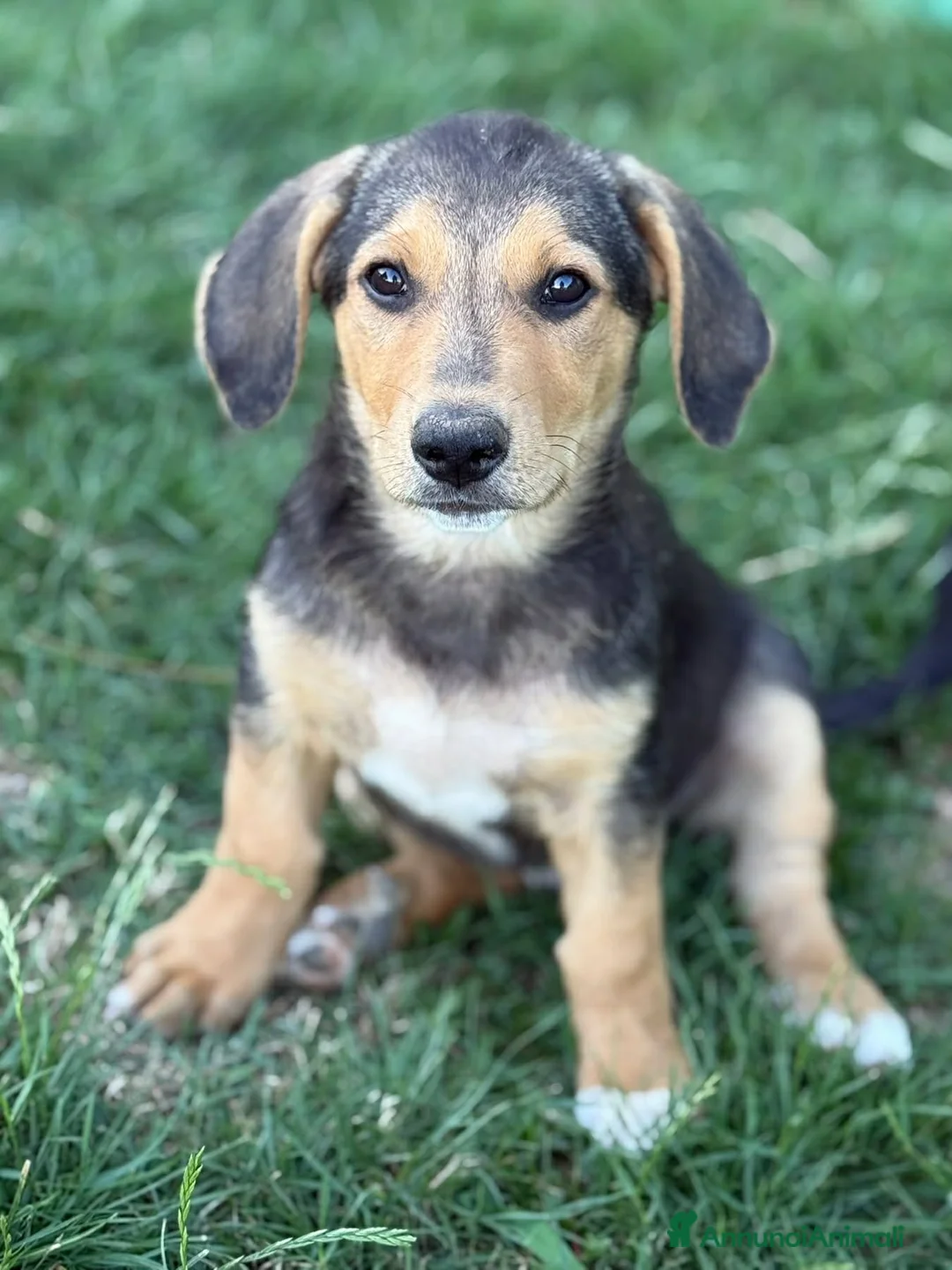 Meticcio cani in regalo: 3 simpaticissimi cuccioli dalle lunghe orecchie! - Annuncio 2