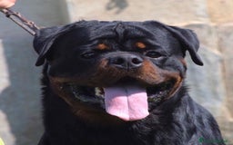 Rottweiler cani in vendita: Cuccioli maschi ROTTWEILER  a Metropolitan City of Turin - Immagine 12