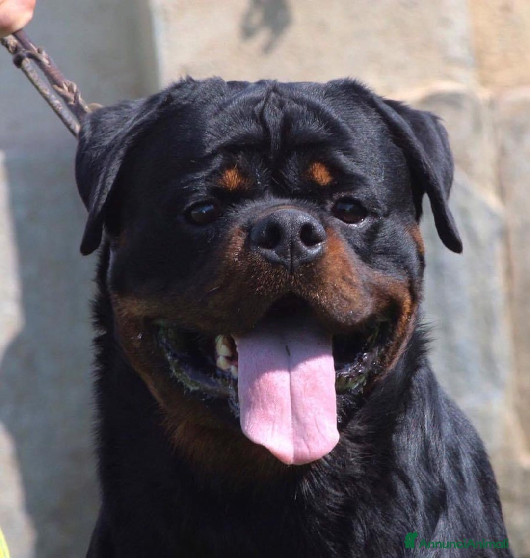 Rottweiler cani in vendita: Cuccioli maschi ROTTWEILER  a Metropolitan City of Turin - Immagine 12