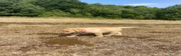 Labrador cani in vendita: Cuccioli labrador gialli - Annuncio 5