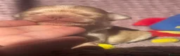 Chihuahua cani in vendita: Chihuahua cuccioli - Annuncio 12