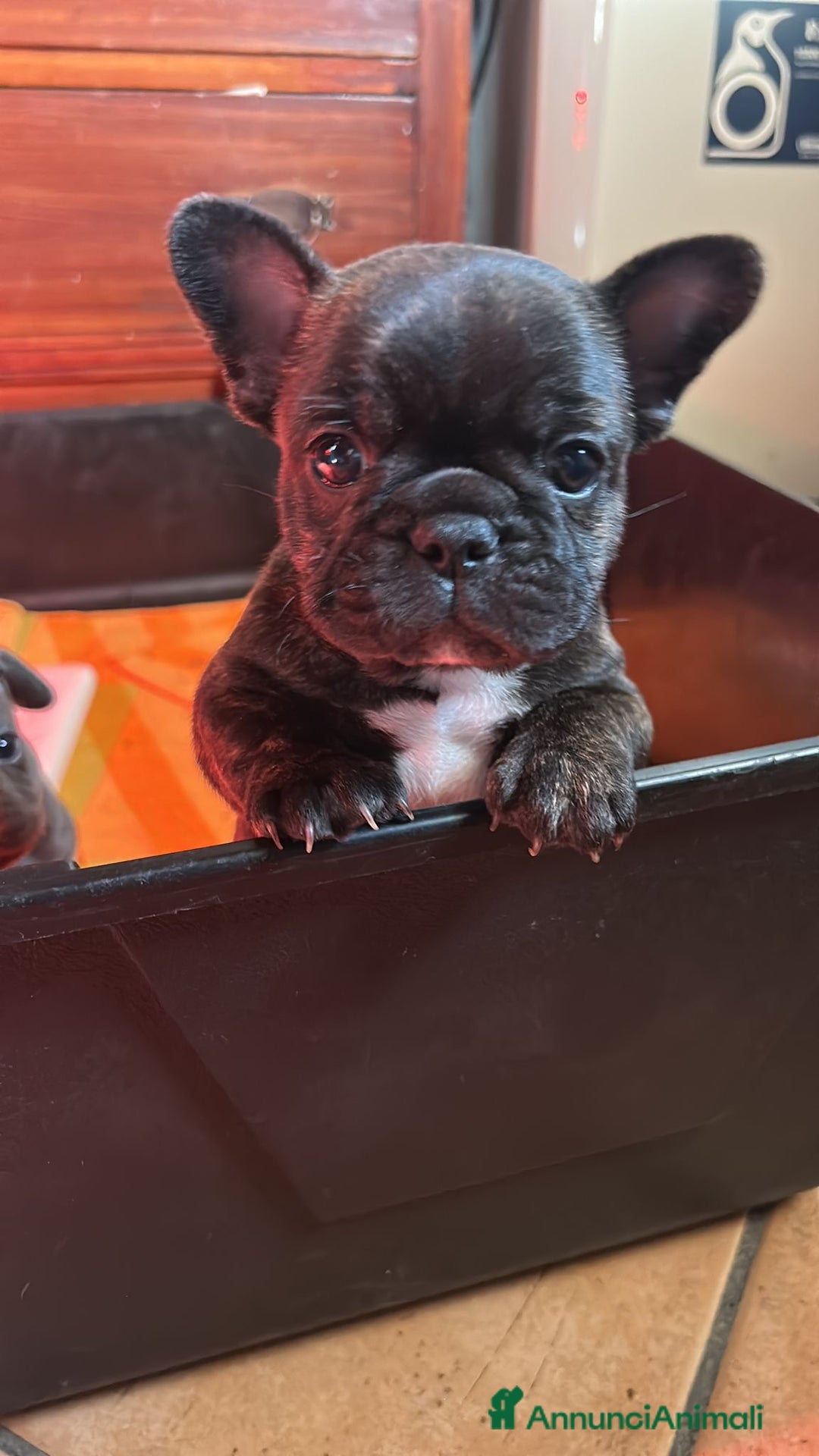 Bulldog Francese cani in vendita: cucciolo di bulldog francese  - Annuncio 6