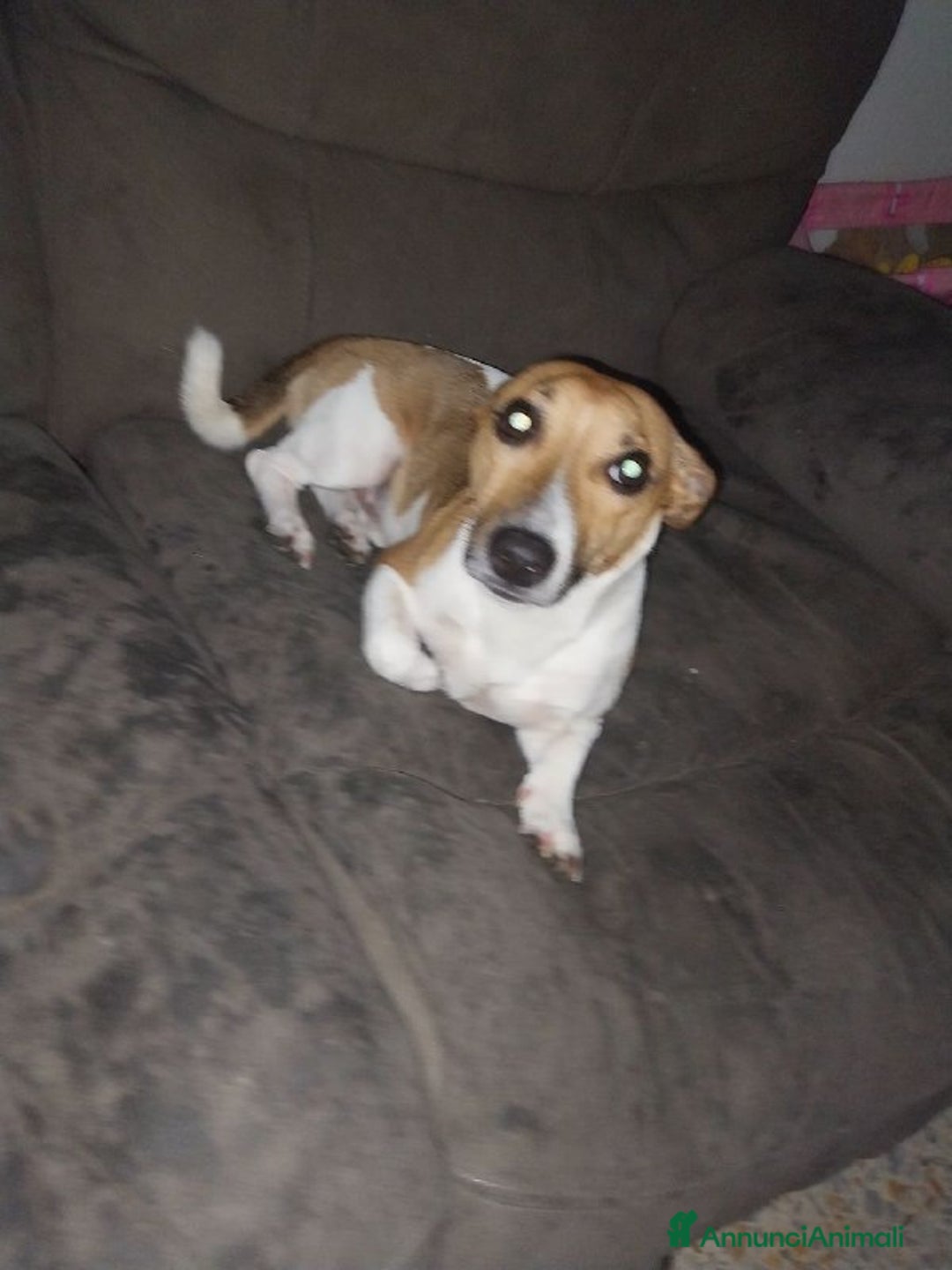 Jack Russell cani in regalo: REgalo Jack Russel a Città Metropolitana di Firenze - Immagine 3