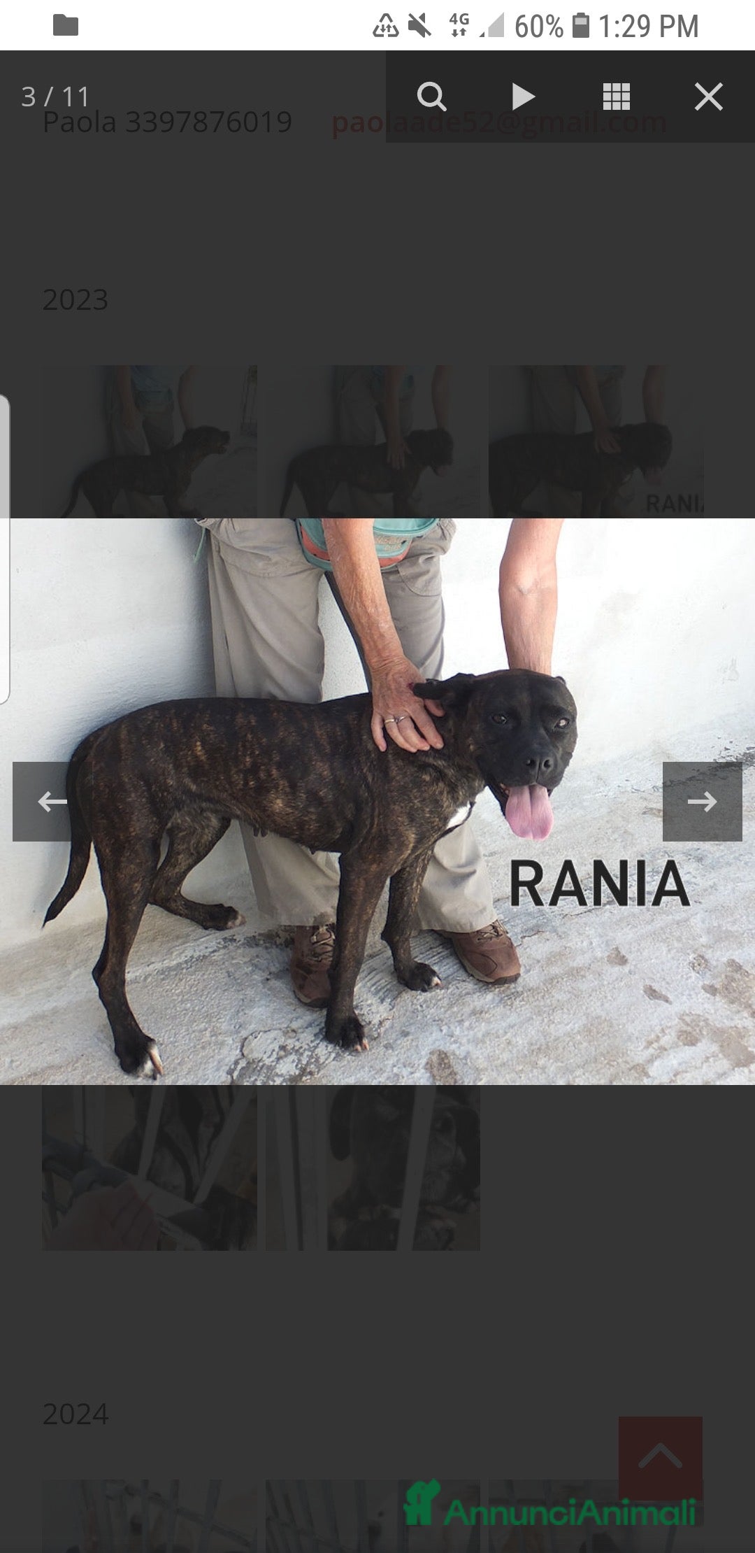 Pitbull cani ADOZ.DEL CUORE: soffre la reclusione: sfruttata!!! - Annuncio 1