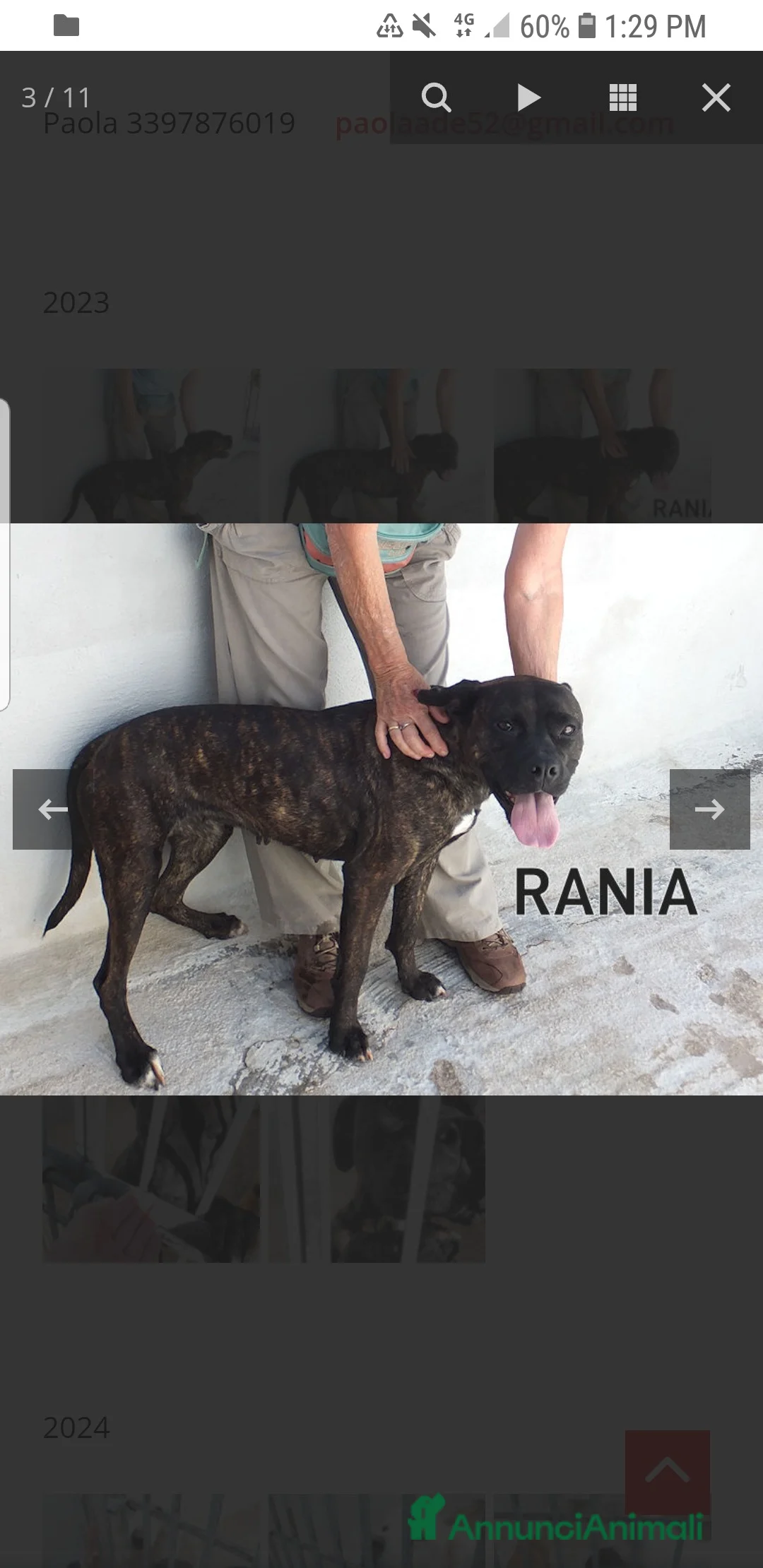 Pitbull cani in regalo: ADOZ.DEL CUORE: soffre la reclusione: sfruttata!!! - Annuncio 1