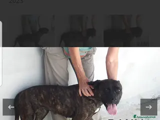 Pitbull cani ADOZ.DEL CUORE: soffre la reclusione: sfruttata!!! - Annuncio 1