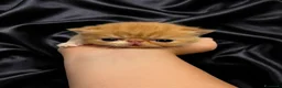 Persiano gatti in vendita: Gatti Persiani e Exotic Shorthair  - Annuncio 6