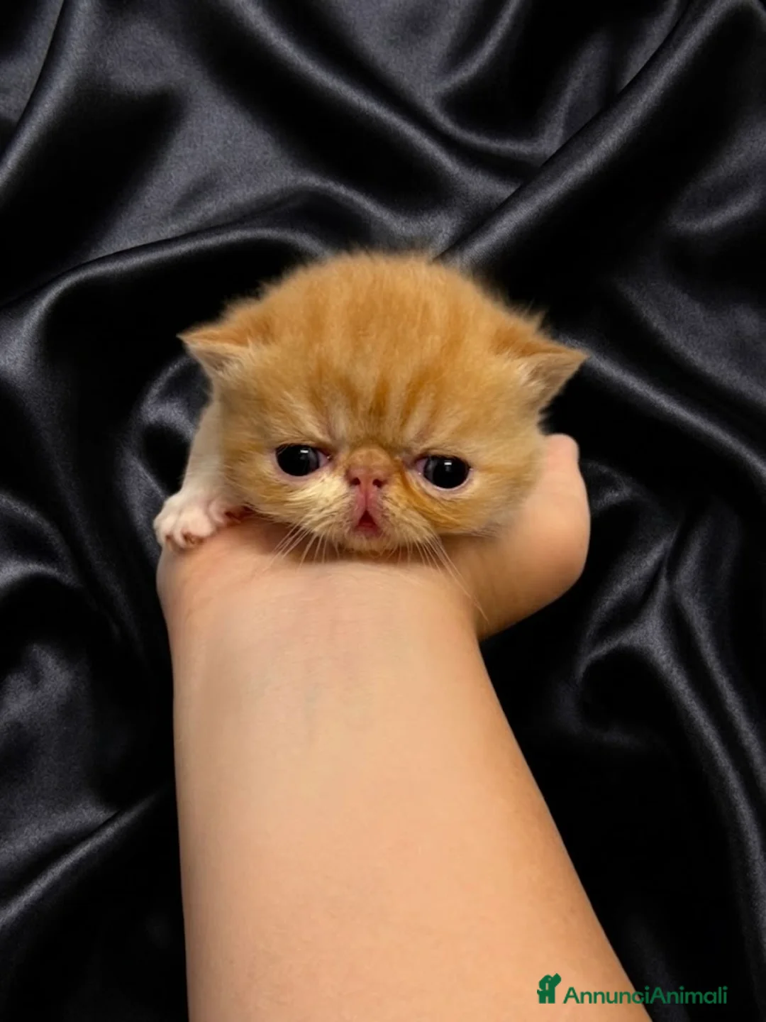 Persiano gatti in vendita: Gatti Persiani e Exotic Shorthair  - Annuncio 6