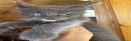 Maine Coon gatti in vendita: Cuccioli Maine Coon Blue  - Annuncio 2
