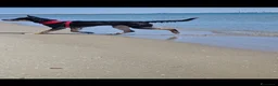 Meticcio cani in regalo: rocky - Annuncio 2