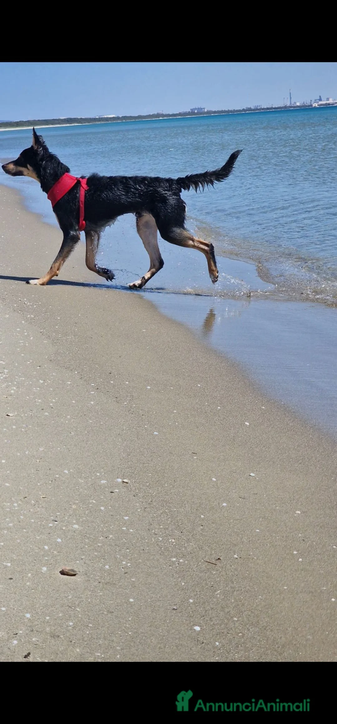 Meticcio cani in regalo: rocky - Annuncio 2
