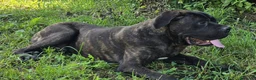 Cane Corso cani in vendita: Meravigliosi cuccioli di Cane Corso  - Annuncio 7