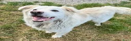 Meticcio cani in regalo: Margot 2 anni Taglia media grande  - Annuncio 5