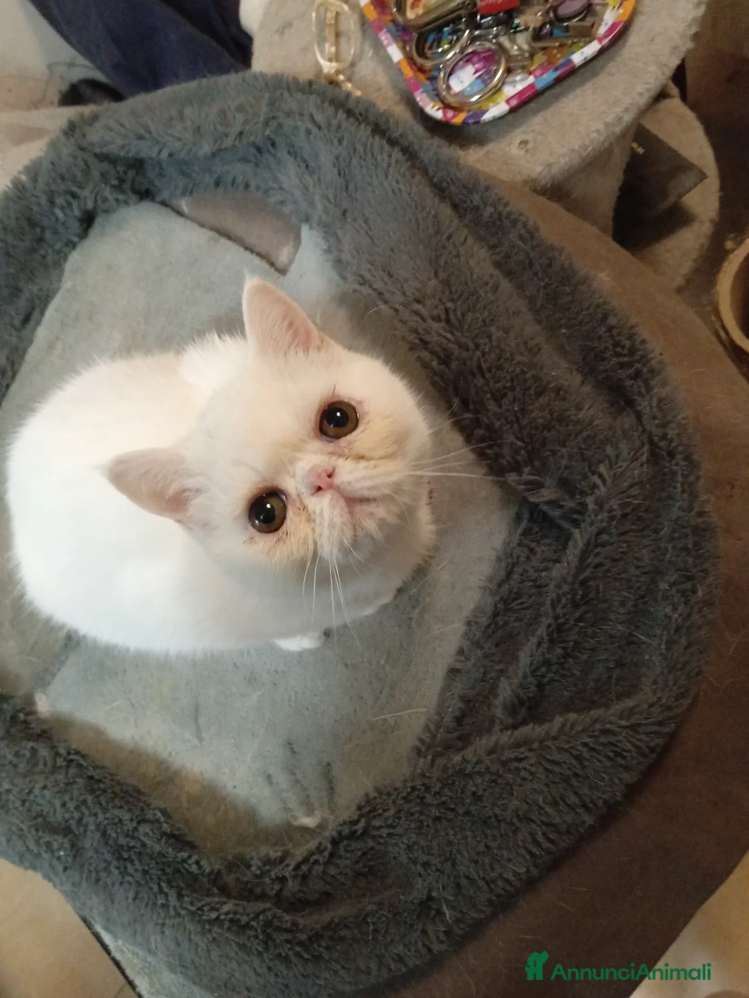 Exotic Shorthair gatti in vendita: Cuccioli Exotic short hair/persiano bianco - Annuncio 2