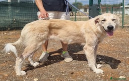 Meticcio cani in regalo: Patrick, il capolavoro! a Città Metropolitana di Bari - Immagine 5
