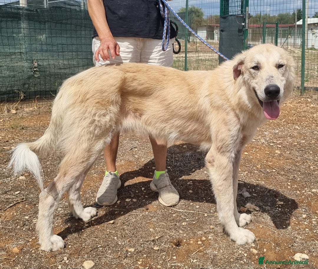 Meticcio cani in regalo: Patrick, il capolavoro! a Città Metropolitana di Bari - Immagine 5