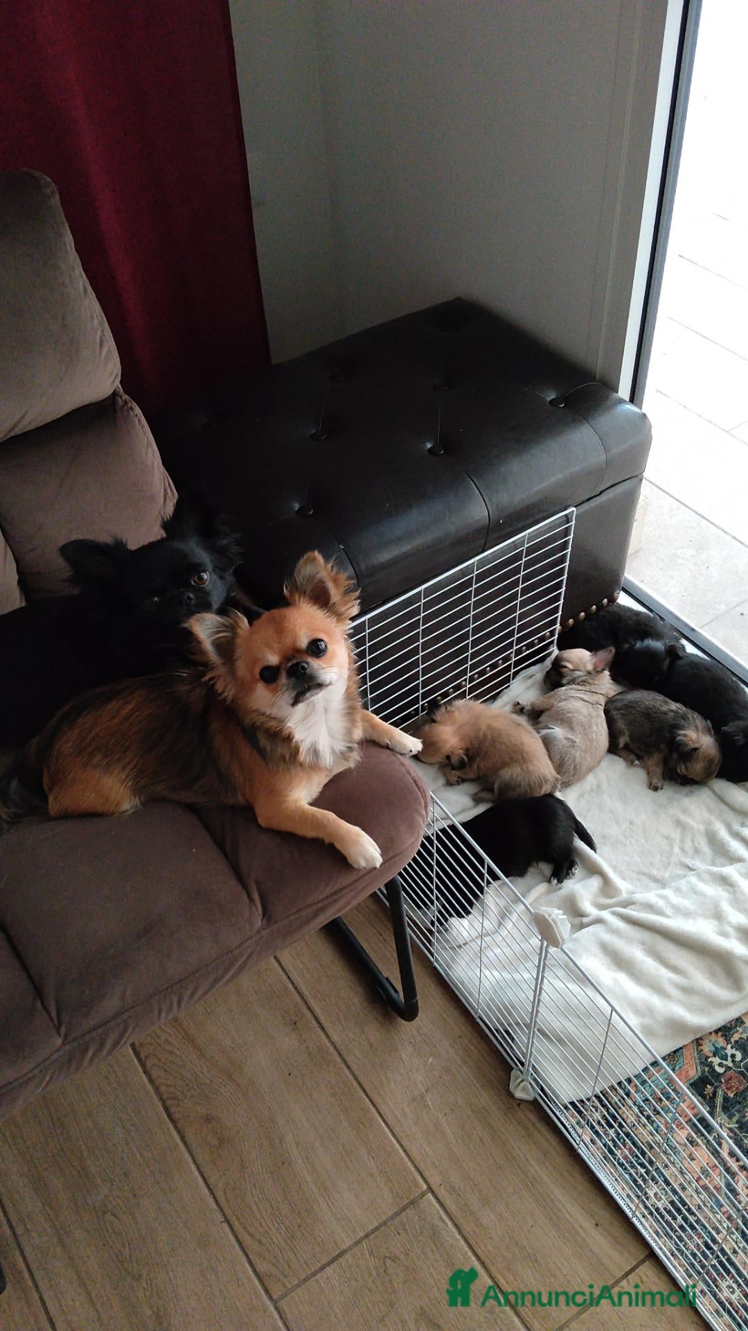 Chihuahua cani in vendita: Cuccioli Chihuahua pelo lungo con pedigree Enci  - Annuncio 5