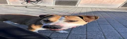 Meticcio cani in regalo: GOLD AMSTAFF - Annuncio 5