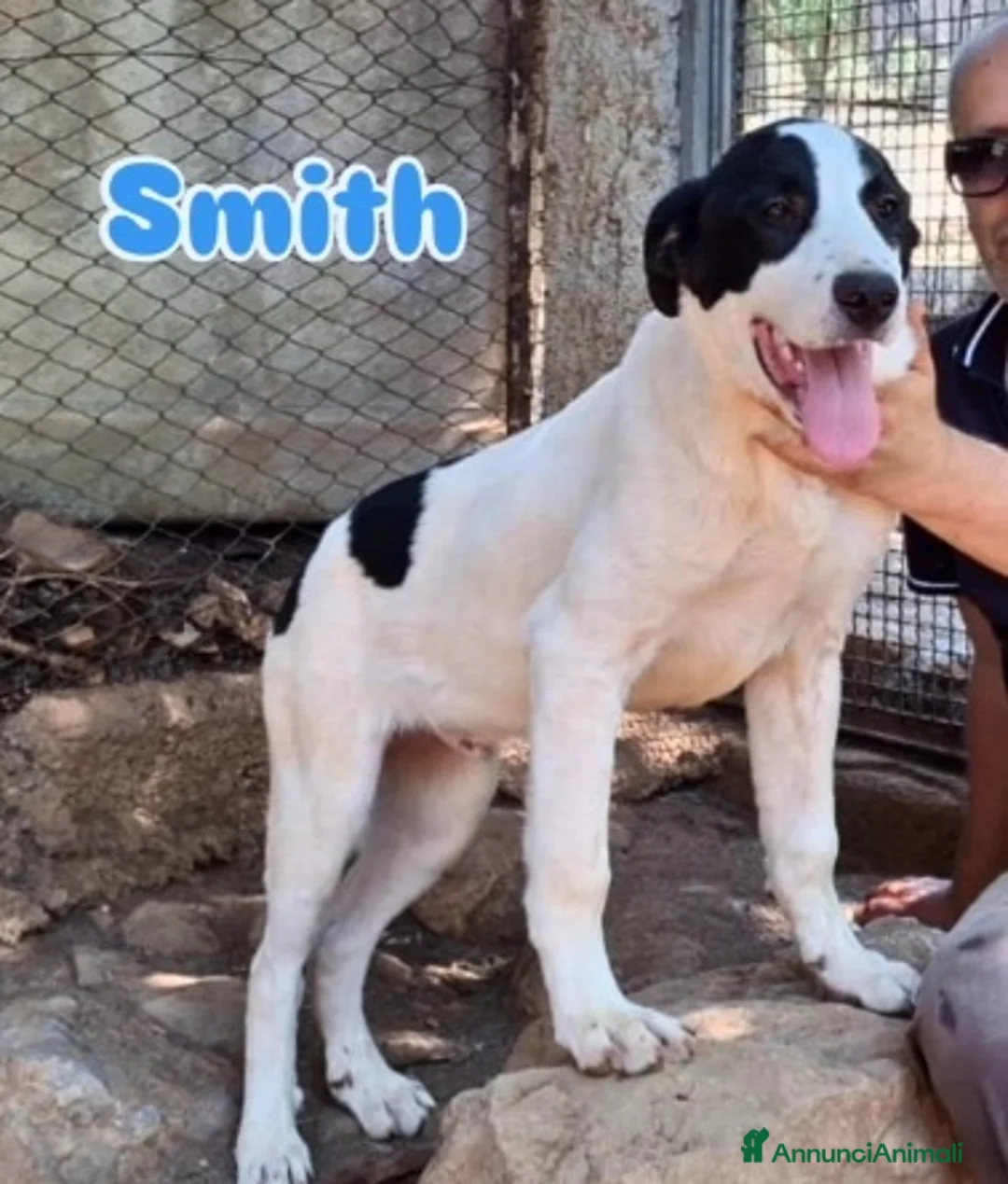 Meticcio cani in regalo: Cuccioli 6mesi tg media abbondante INVISIBILI!SUD a Città metropolitana di Milano - Annuncio 2