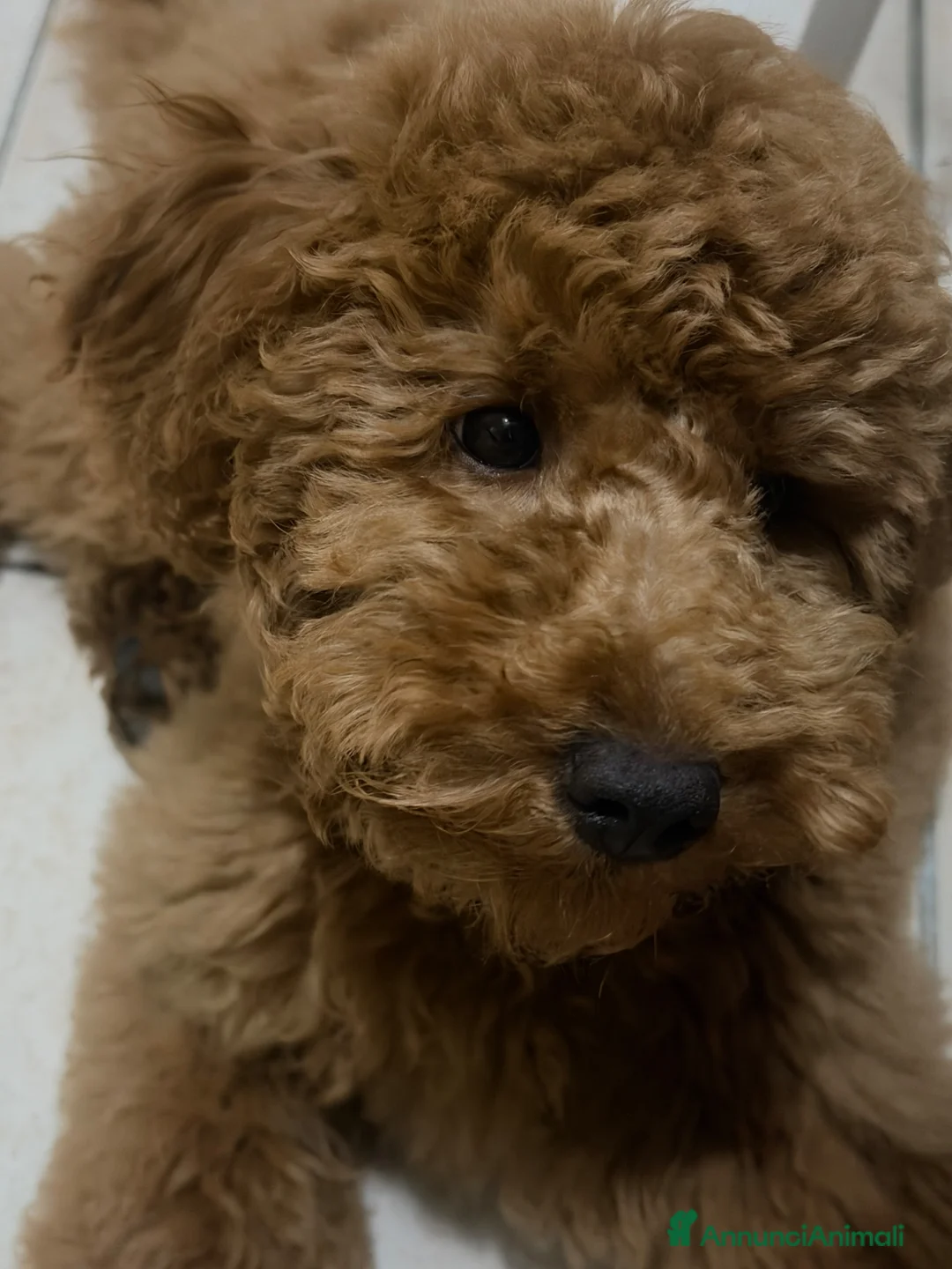Barboncino cani in vendita: Barboncino nano  a Provincia di Brescia - Annuncio 6