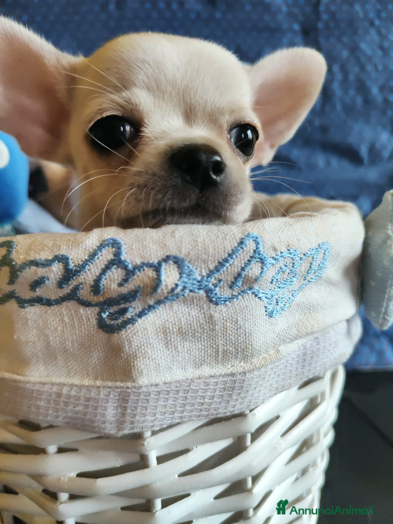 Chihuahua cani Amore a prima vista - Annuncio 1
