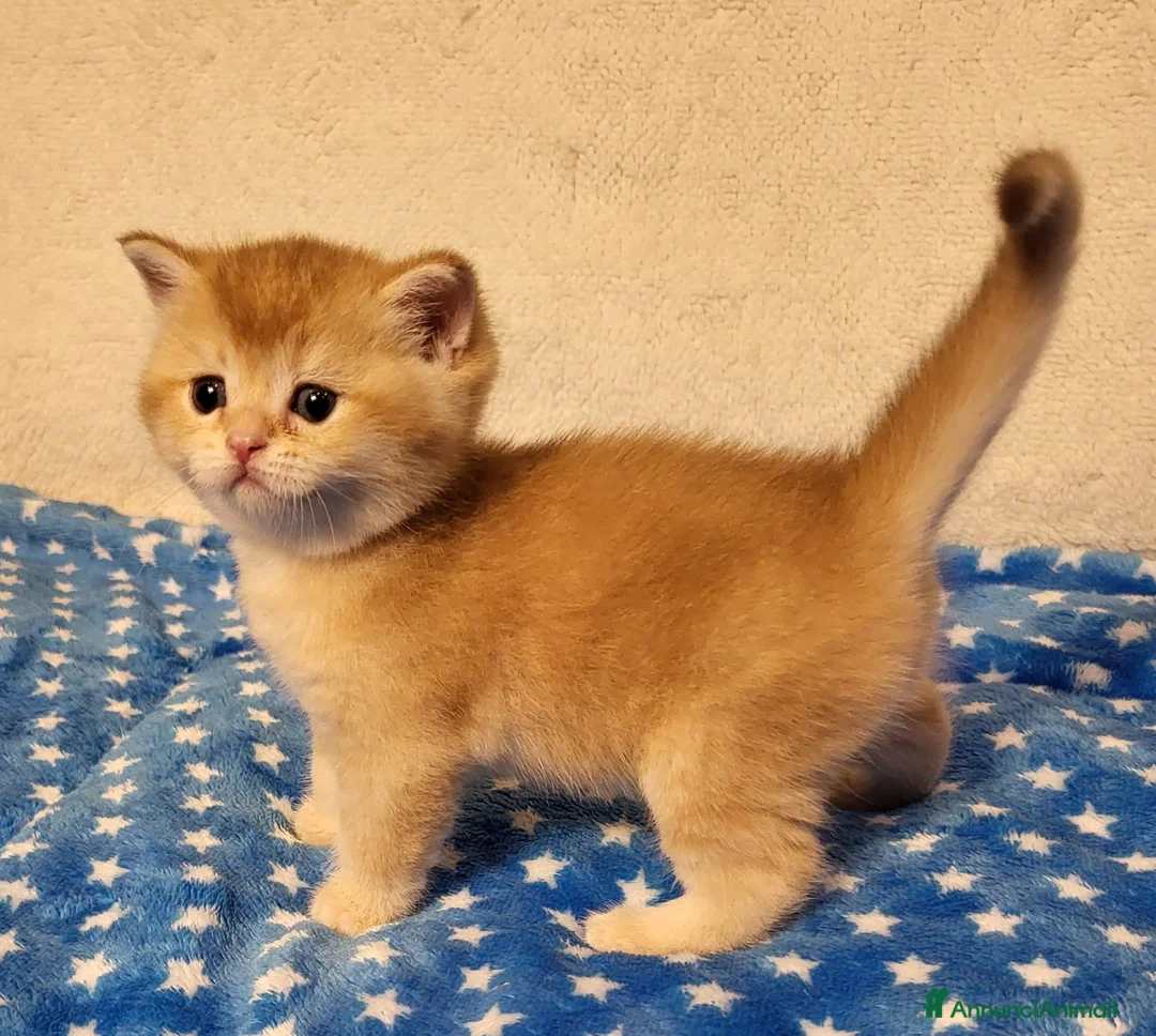 Immagine della galleria {{count}}