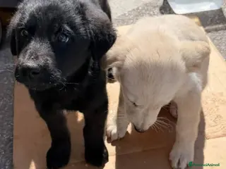 Meticcio cani Mimi e Coco', 3 mesi, simil Labrador - Annuncio 3