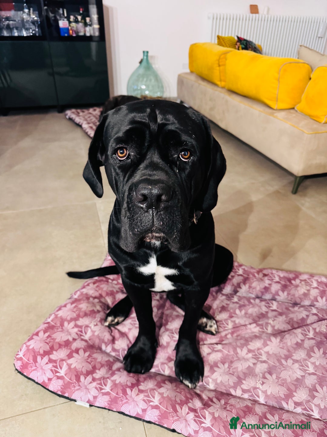 Cane Corso cani in vendita: Cane corso - Annuncio 4